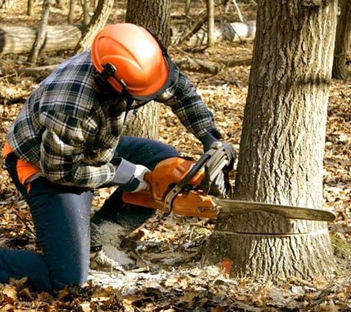 Tree Removal in Alicia, AR